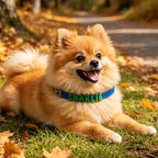Waterproof Dog Collar with Custom Letter Charms - Pet Collar
