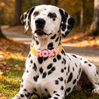 Waterproof Dog Collar with Custom Letter Charms - Pet Collar