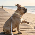 Waterproof Dog Collar with Custom Name Charms - Pet Gift