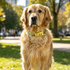Custom Letter Charm Collar & Leash Set - Waterproof Pet Gift