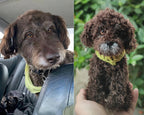 Handcrafted Mini Plush Pet Clone - Custom Personalized Photo Replica